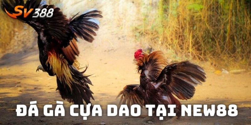 Trải nghiệm đá gà cựa dao vô cùng mãn nhãn tại NEW88